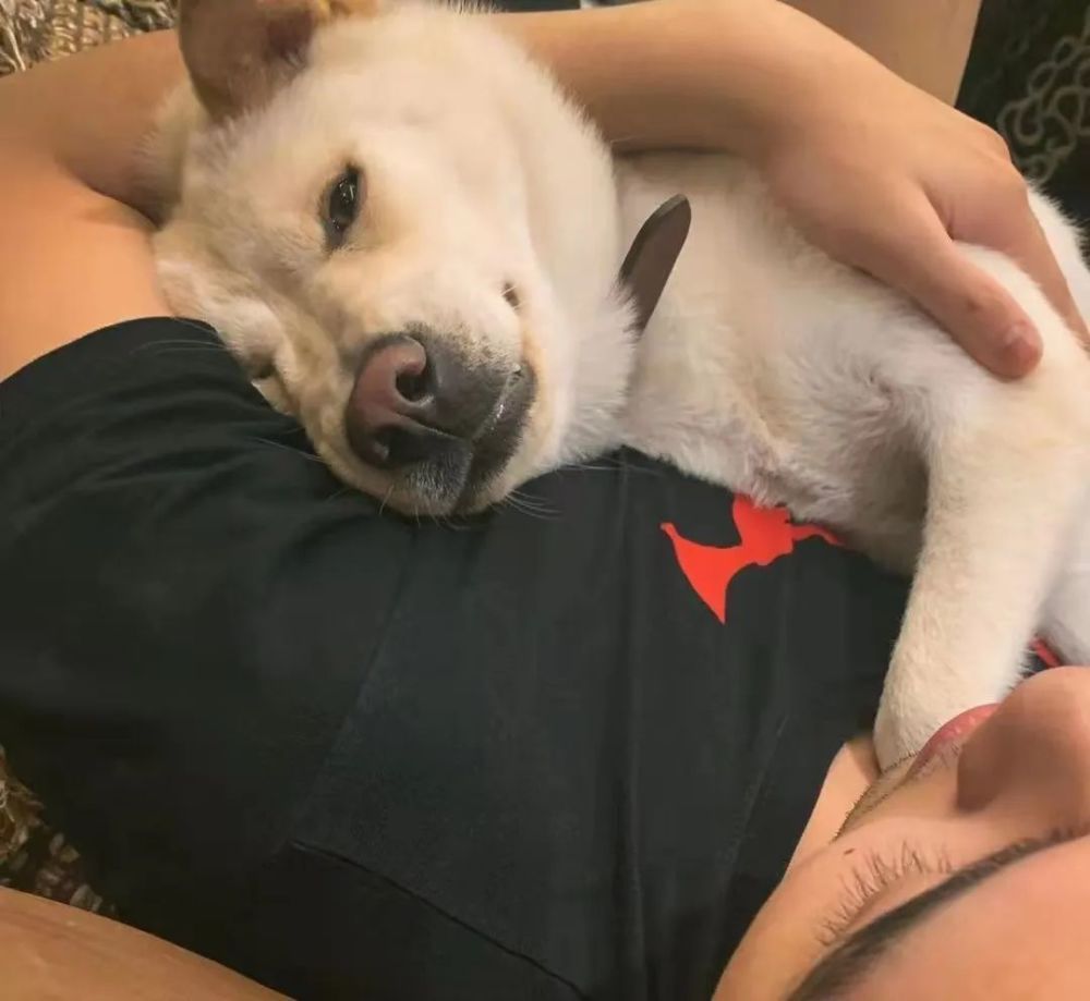 当你抱起狗狗时,在它心里,它是这么想的