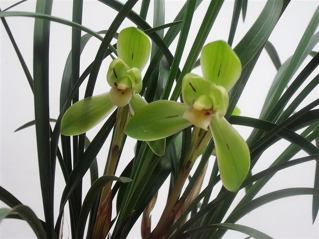 春兰老八种之首"宋梅",花开梅瓣型,香气醇厚,是梅瓣兰之代表