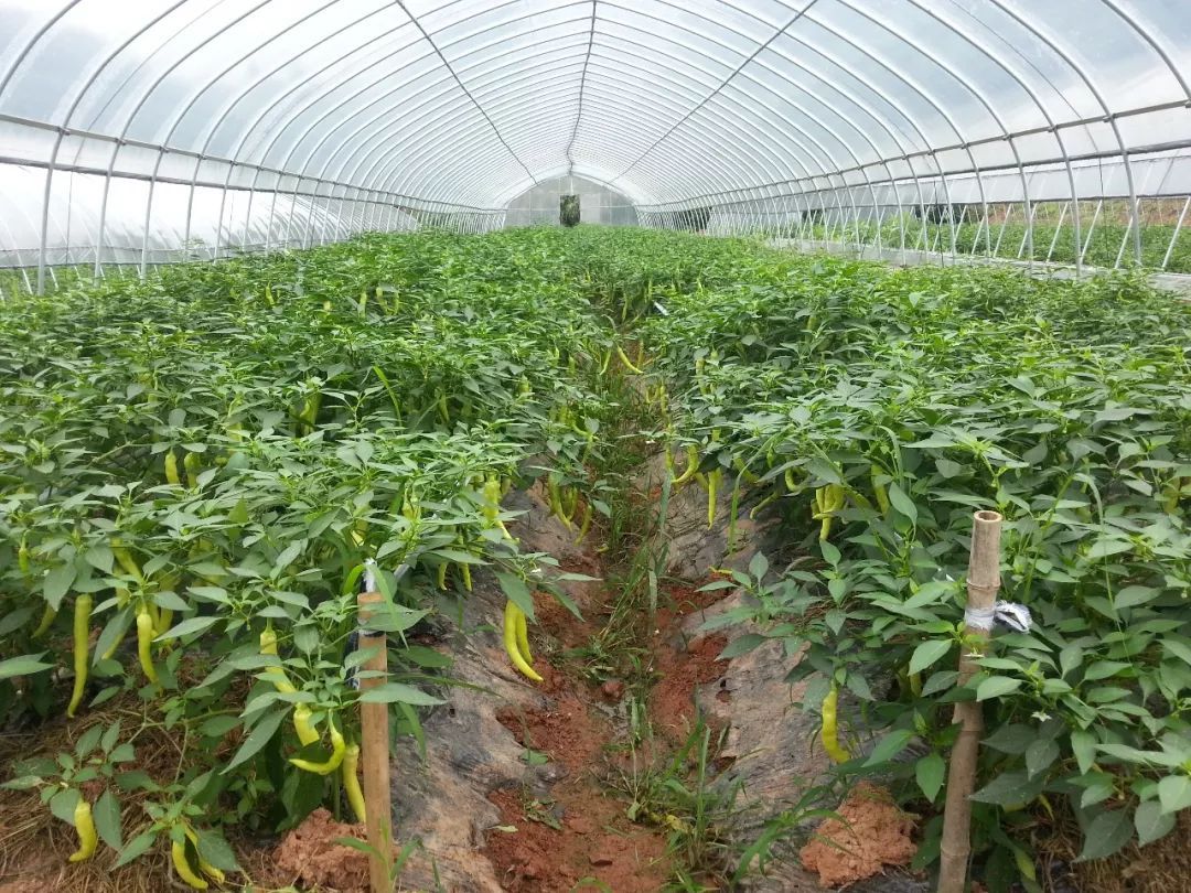 辣椒种植要想高产,4点一定要注意,管理得当,产量是别人好几倍