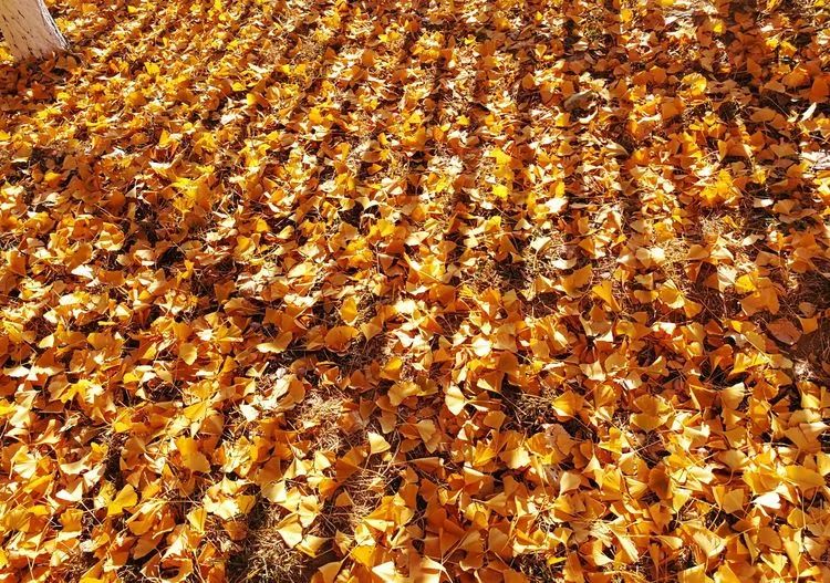 北京沙河北大桥银杏树林尽是黄金衣