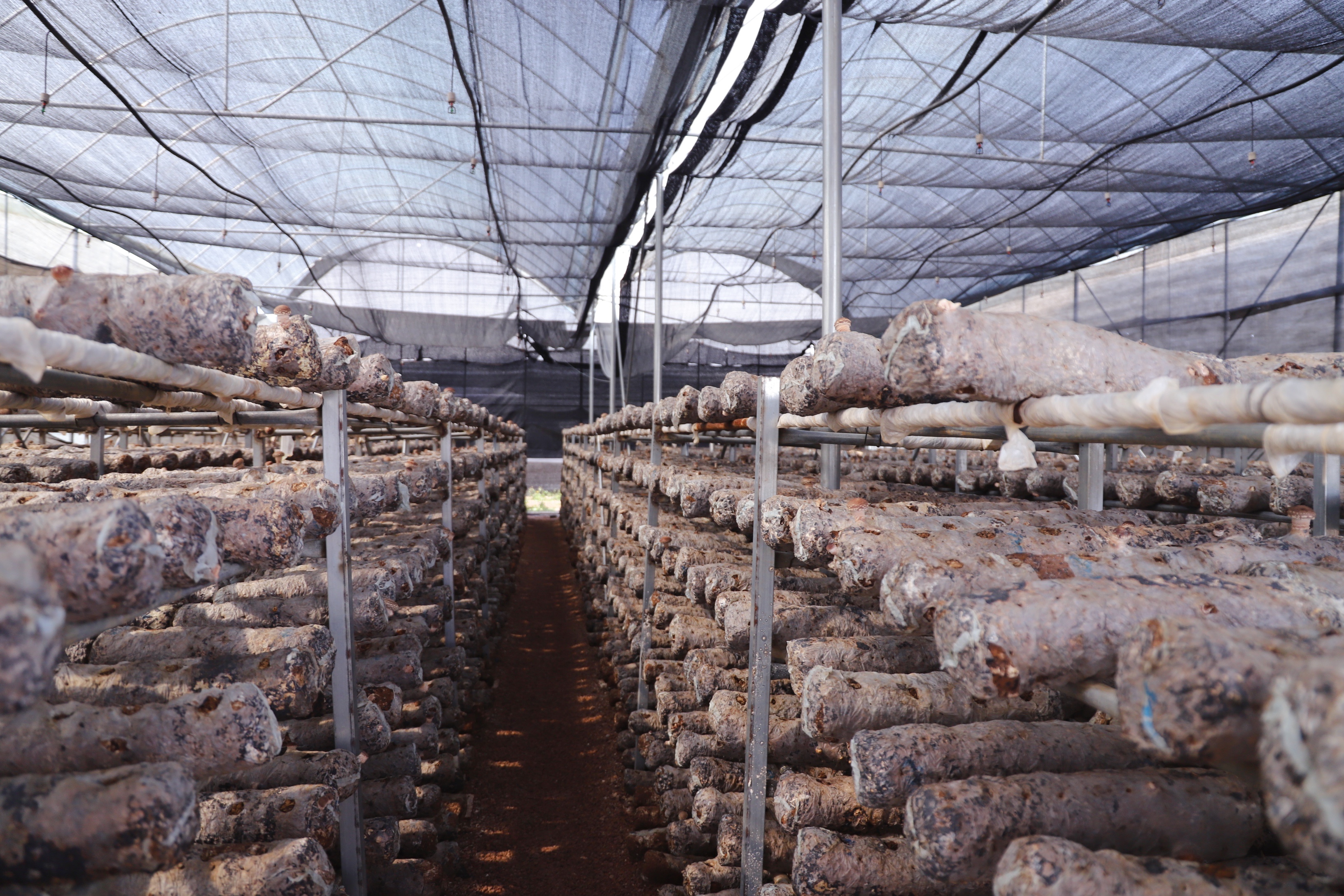 香菇种植方法和管理技术