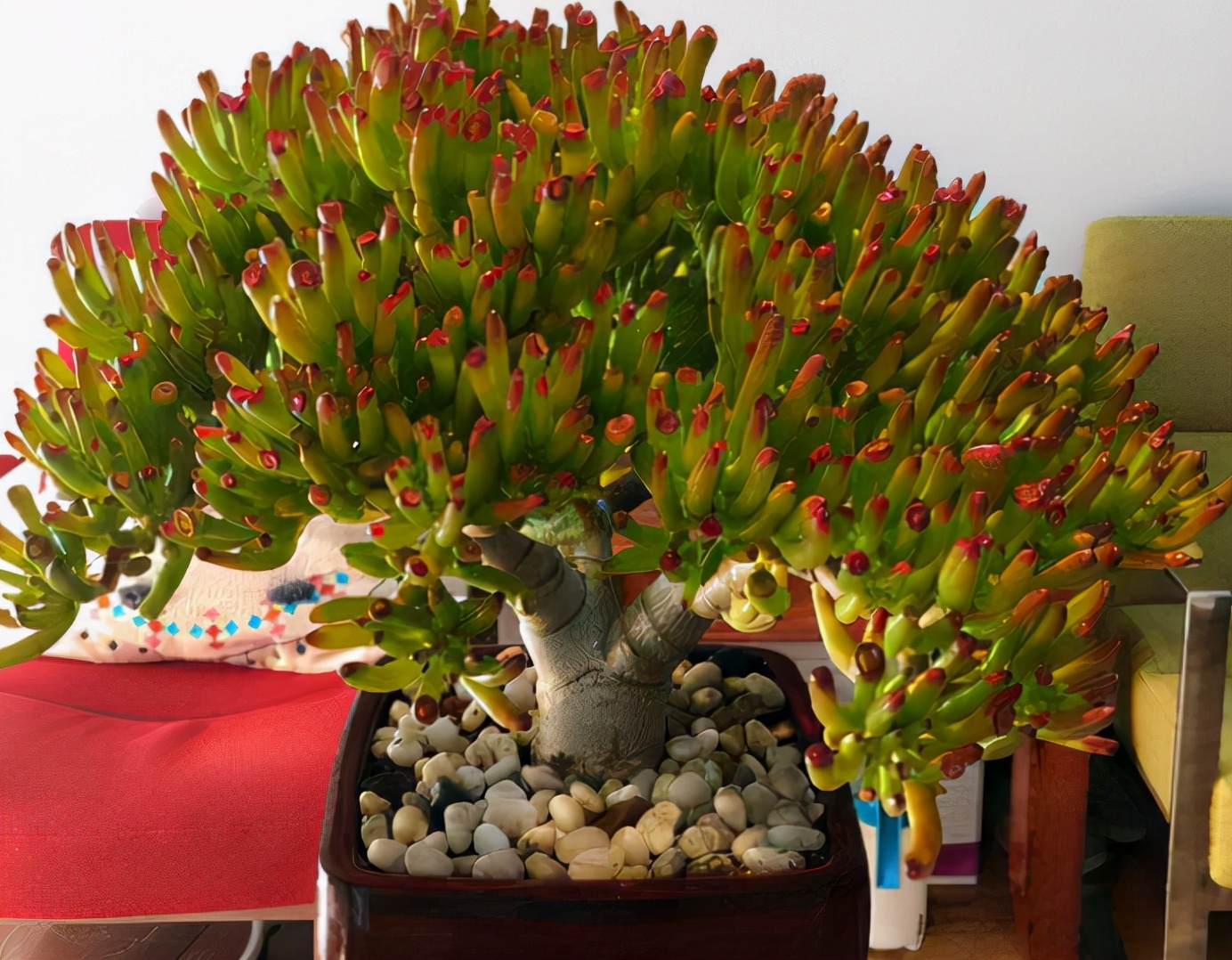 6种"丑八怪"盆栽,养在客厅特霸气,还有旺家宅的好寓意