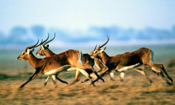 为什么羚羊会选择在草原上奔跑,而不是在森林中?