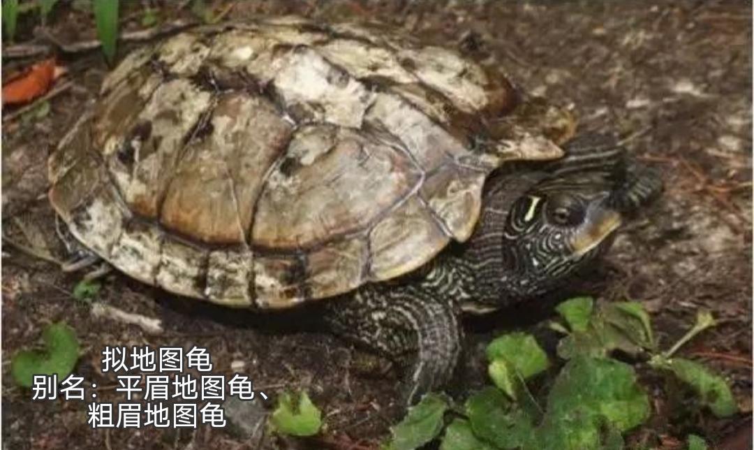 地图龟是龟界的哈士奇,也是适合新手饲养的观赏龟,地图龟有13种