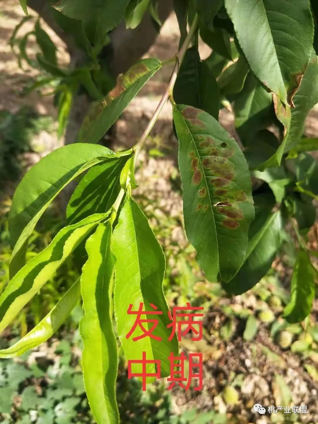 警惕!桃树褐斑穿孔病有爆发趋势