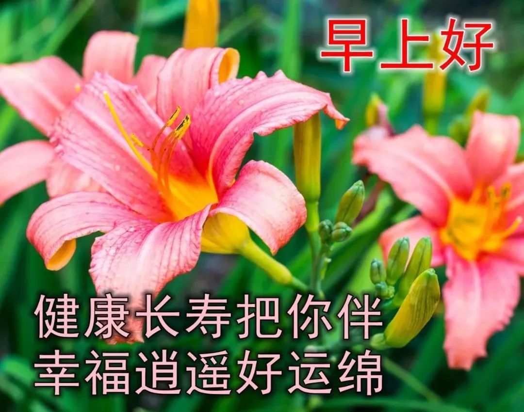 祝福花卉大全图片图片