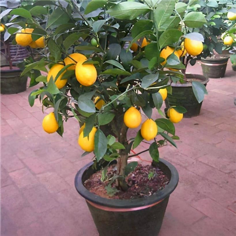 盆栽柠檬这样养,开花似香水,结满"黄金果!