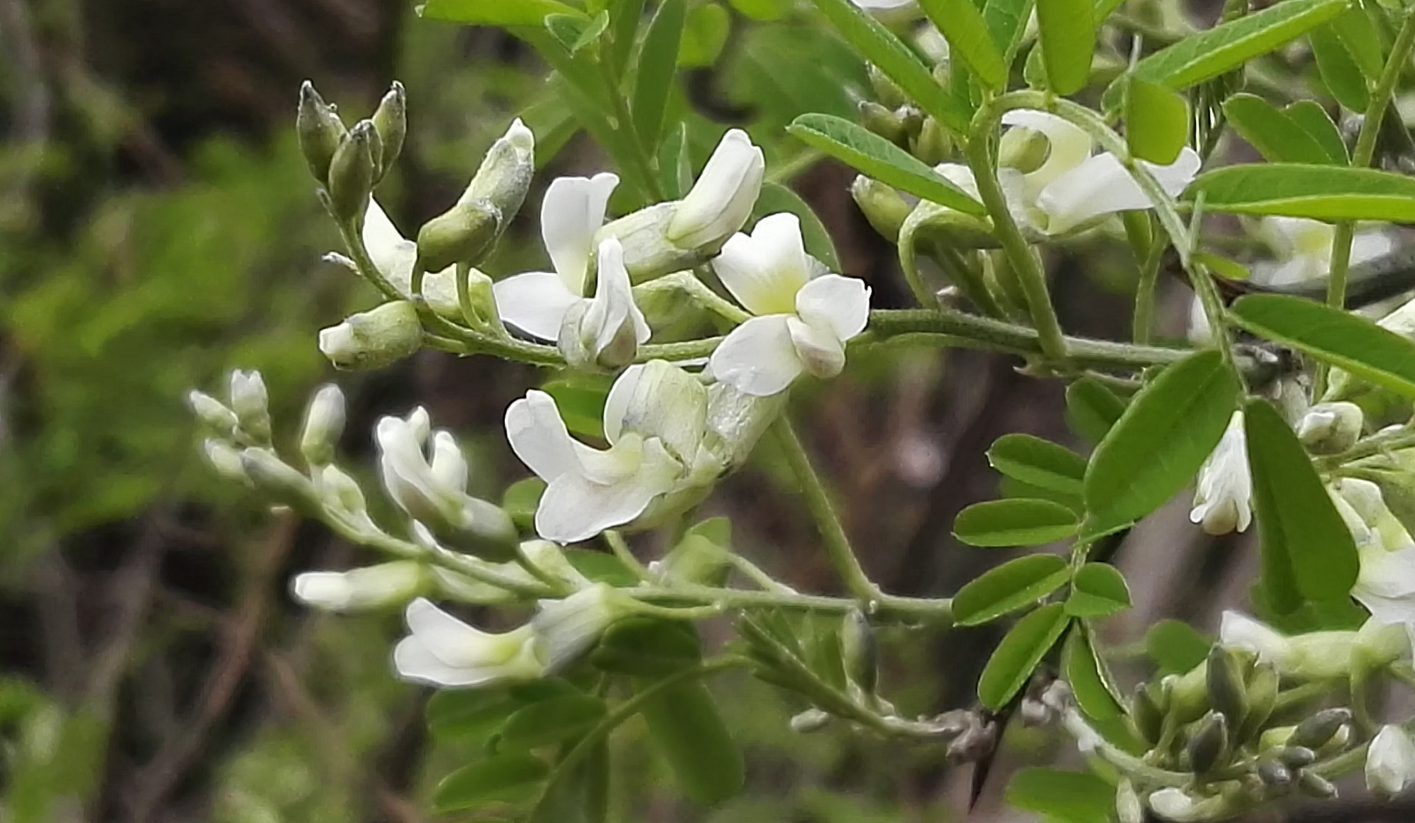 在云南又到"吃花"的季节,长在山上路边的白刺花,难摘但好吃?