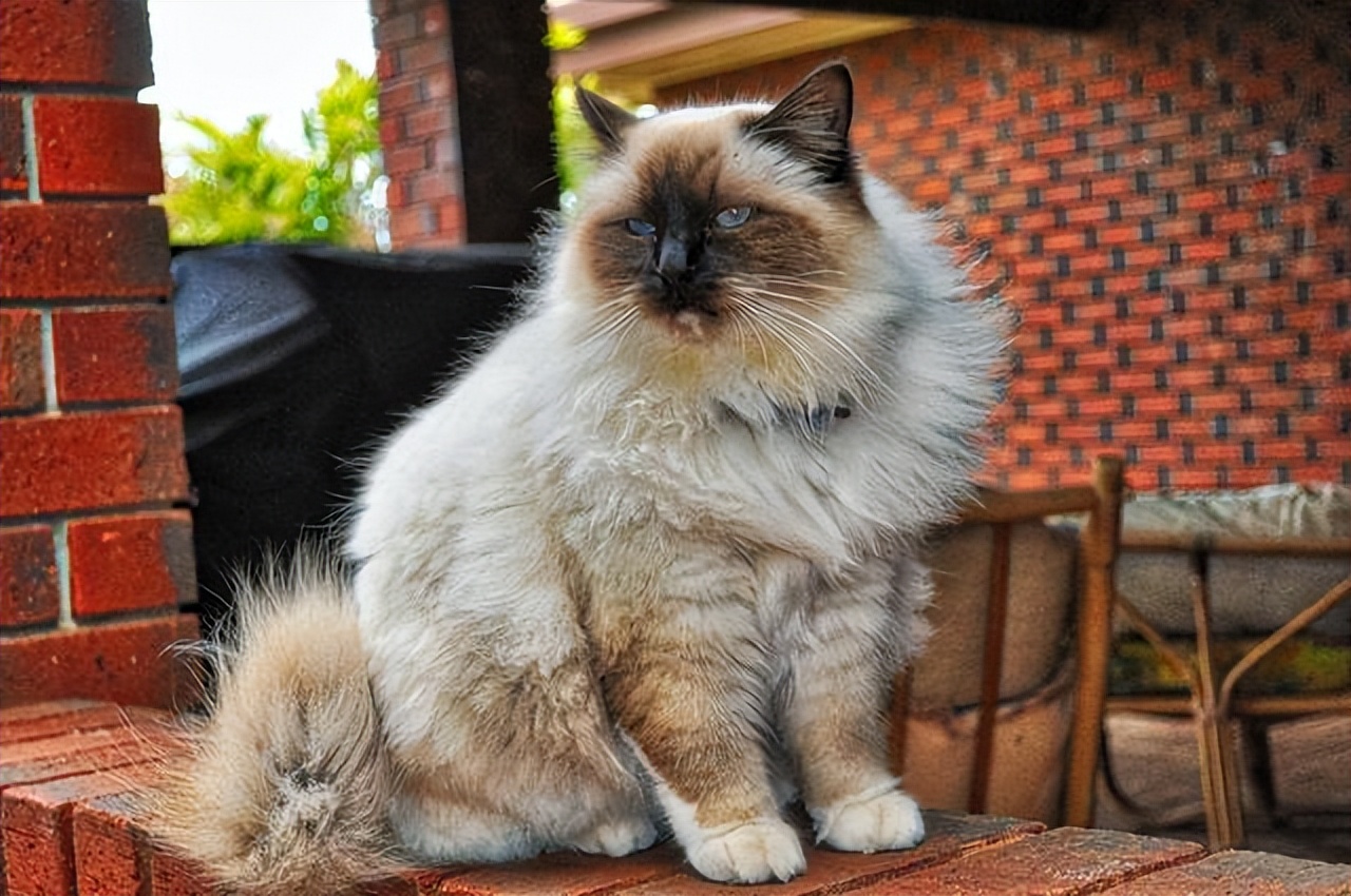盘点八种"大体型"宠物猫:缅因布偶上榜!大橘:有礼貌但不多!