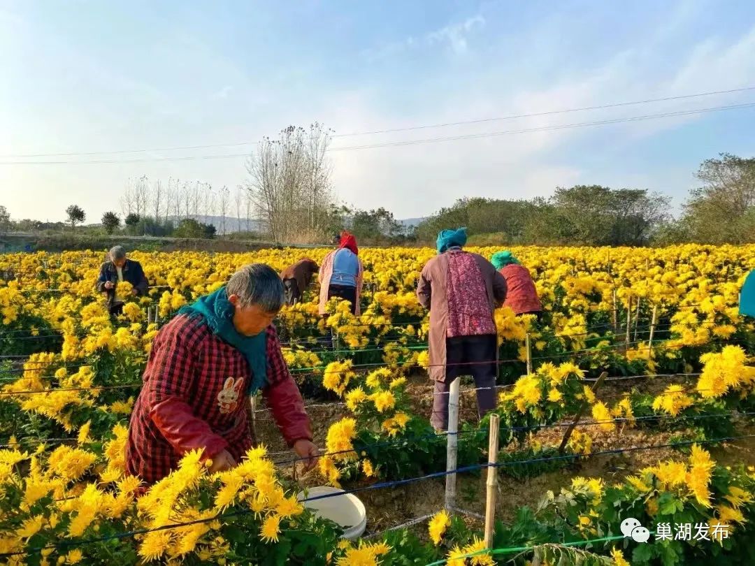 巢湖有个庙岗乡,菊花绽放香扑鼻!