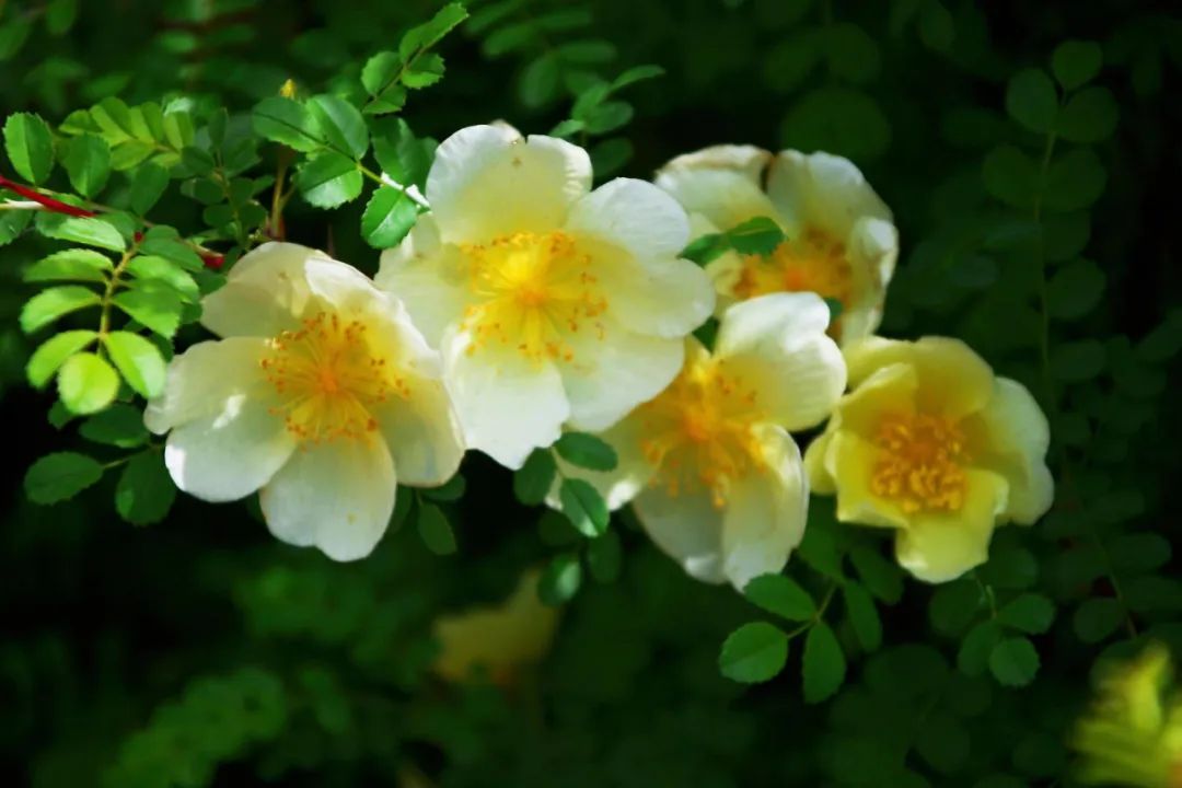 宽刺蔷薇,每一朵都有六品带刀侍卫,它比花王牡丹尊贵|no128