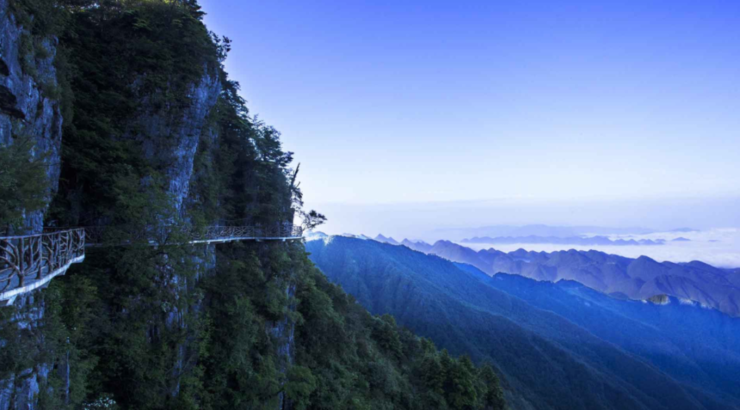 巴山大峡谷红豆杉栈道图片