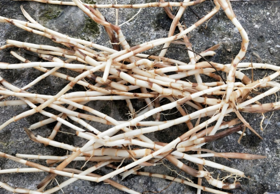 农村常见植物白茅草,有5个重要作用,农民请及时了解!