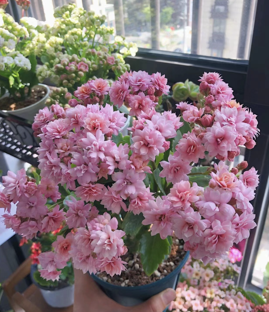 7种"不死花",不用多管它,呼呼开成花海,想养死都难!