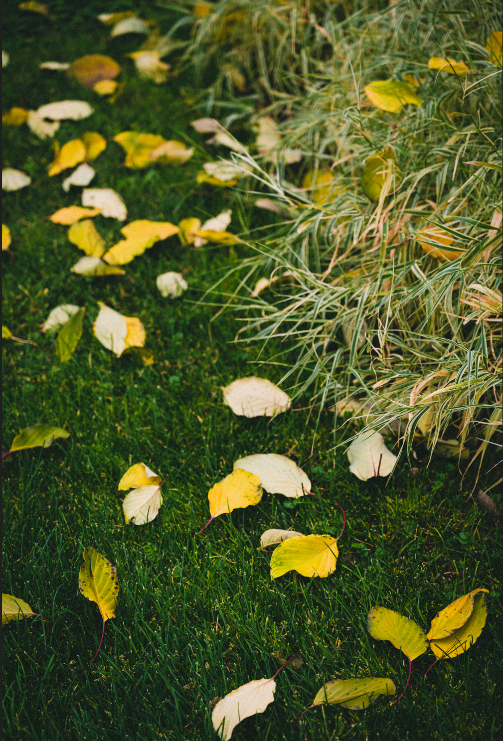 清华大学的秋:噢!叶!