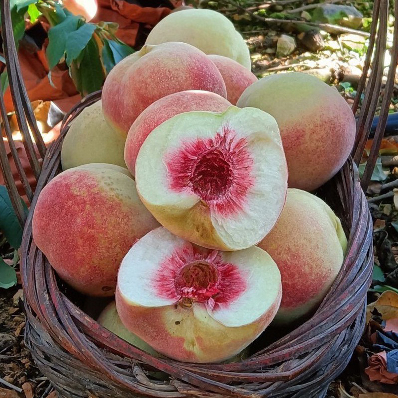 寒冬中的一抹甜蜜 金秋红蜜冬桃的独特口感 尝一口暖心又暖身