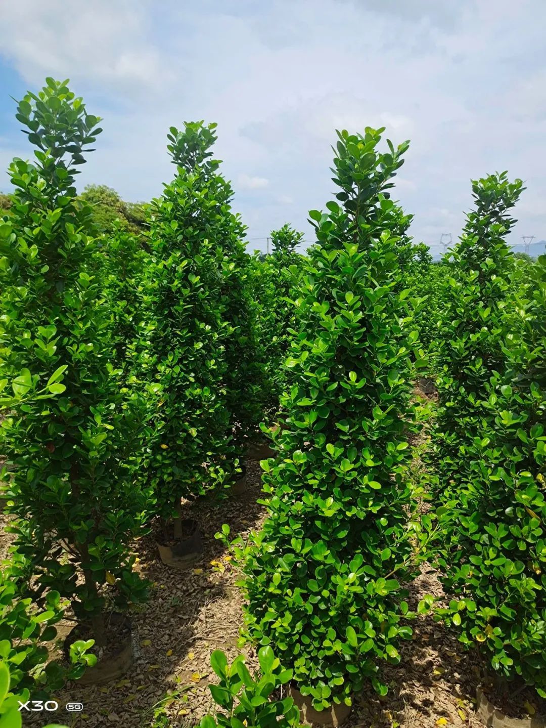 恭喜团团园艺火山榕基地入驻苗木通,广东赵华元:深耕火山榕