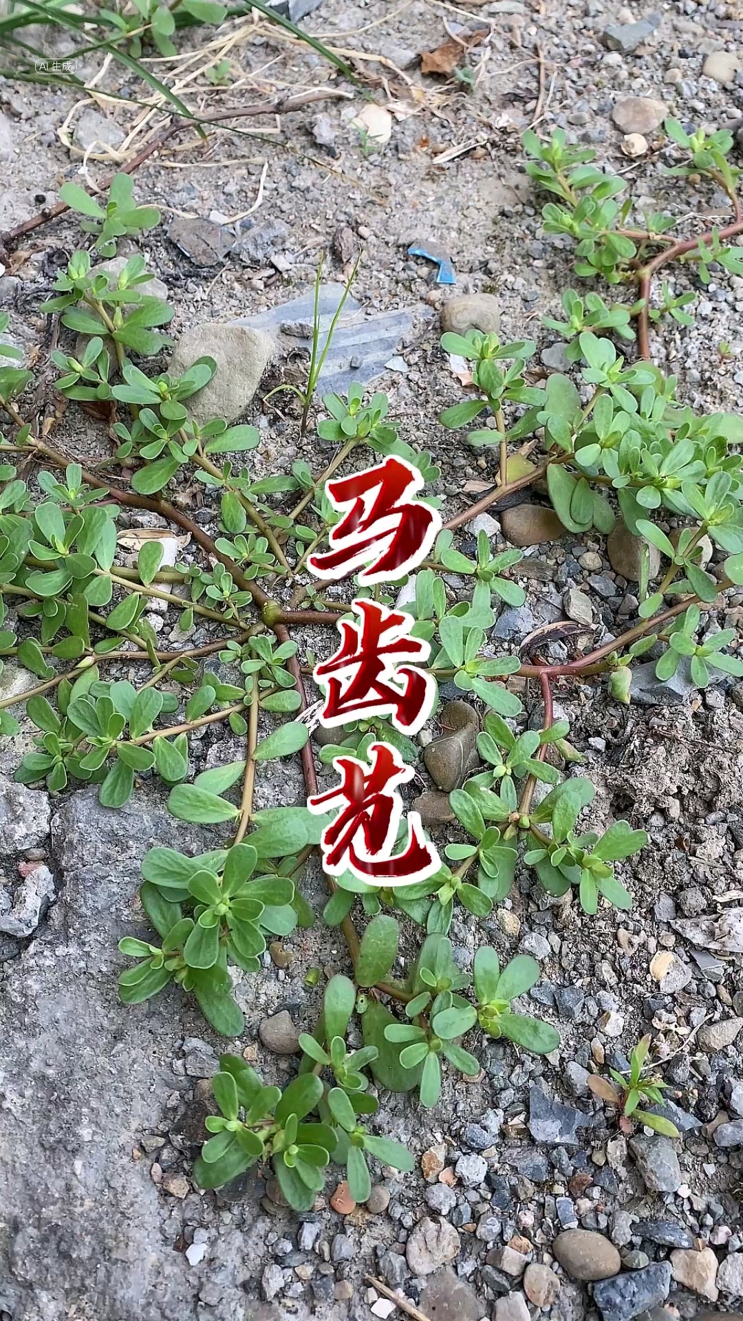 到了吃马齿苋的时节了,千万别错过了这么好的恩赐