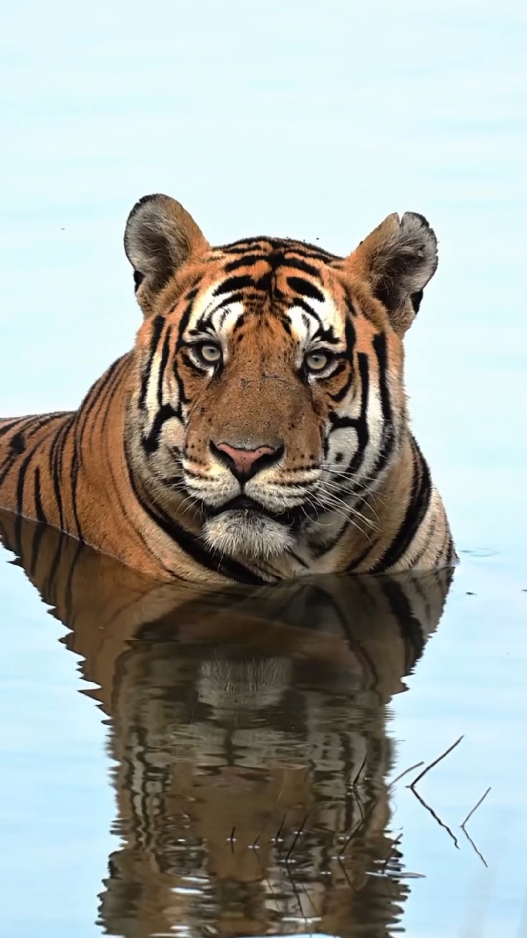 慈眉善目 潘纳地主虎p663