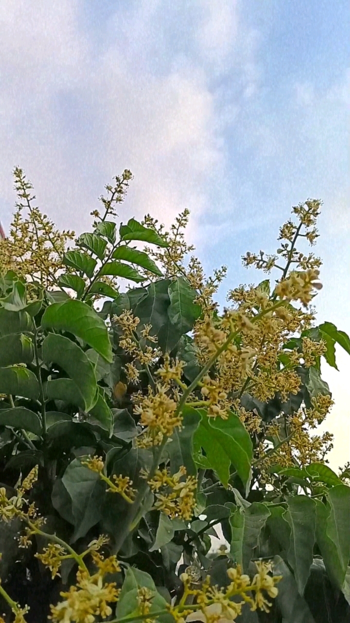 黄皮树叶子碧绿,花朵清香