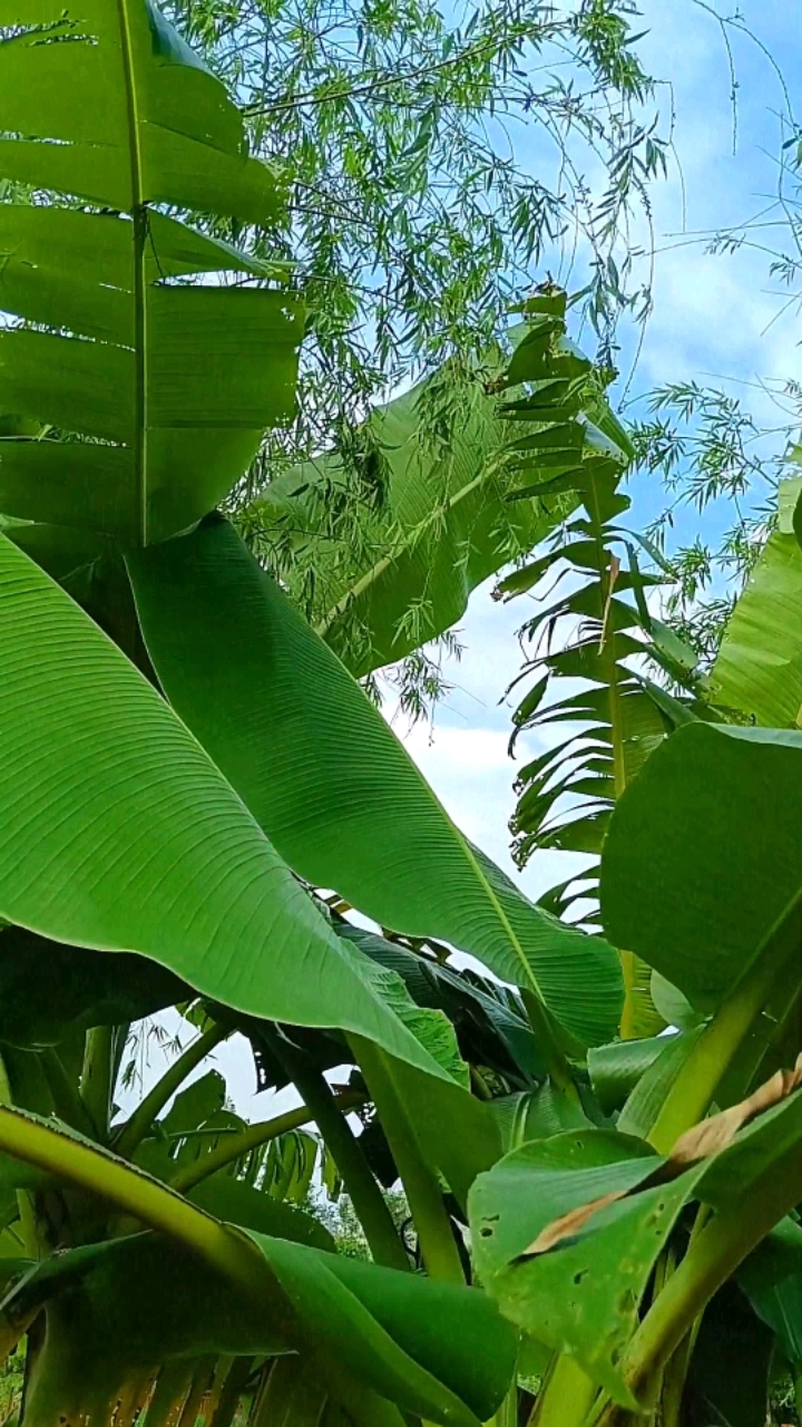 芭蕉树叶子宽大,碧绿优雅