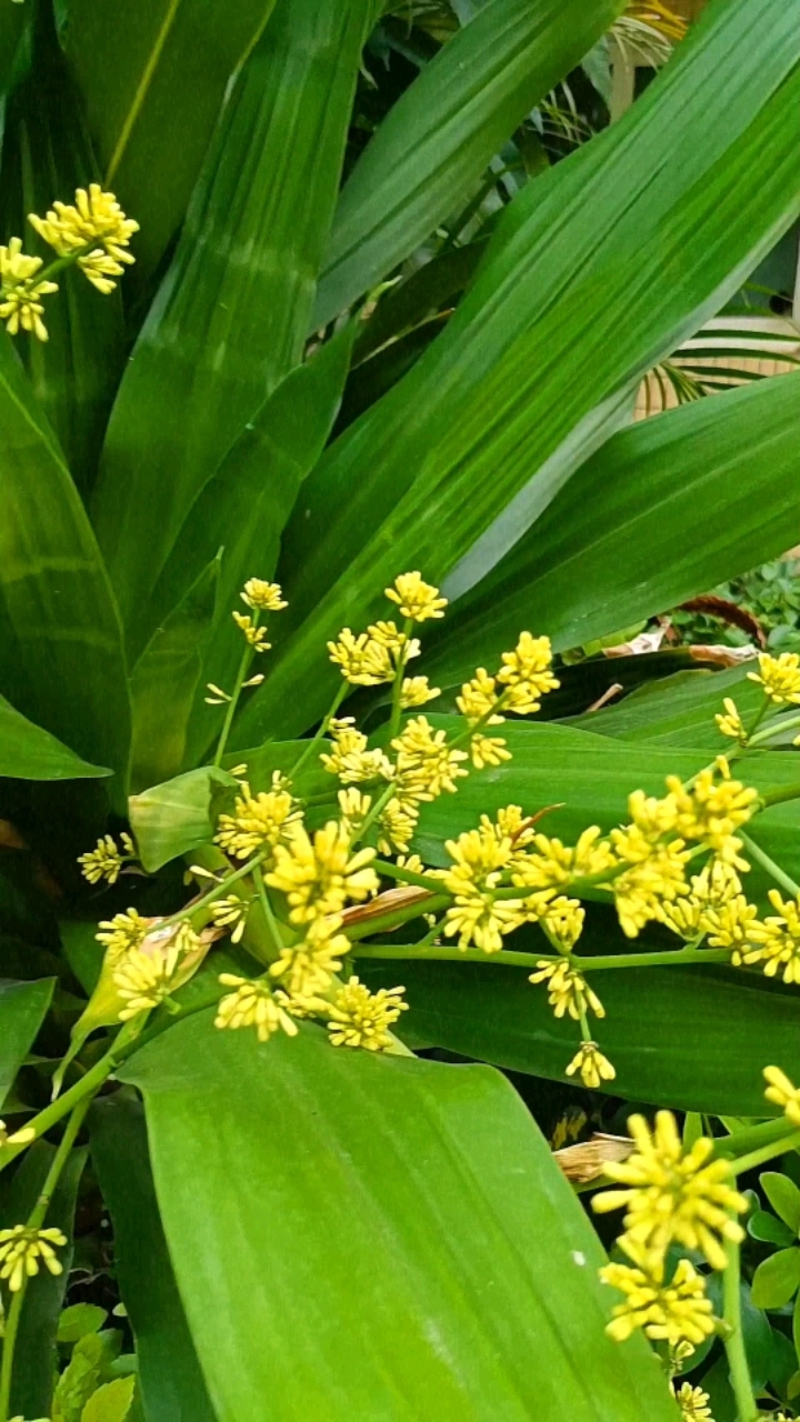 香龙血树叶子碧绿优雅,花骨朵金黄色,美丽的风景