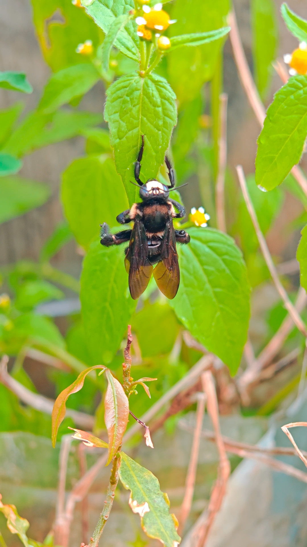 这是大苍蝇还是大黑蜂?