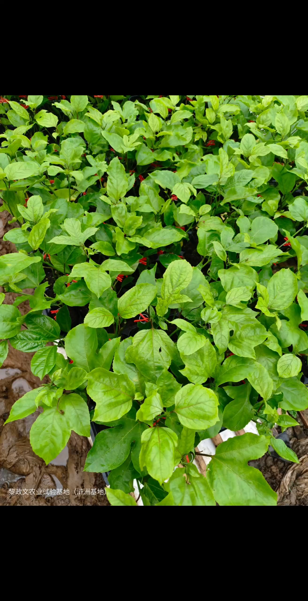 吸引力法则,咱们值得合作#黎政文农业试验基地