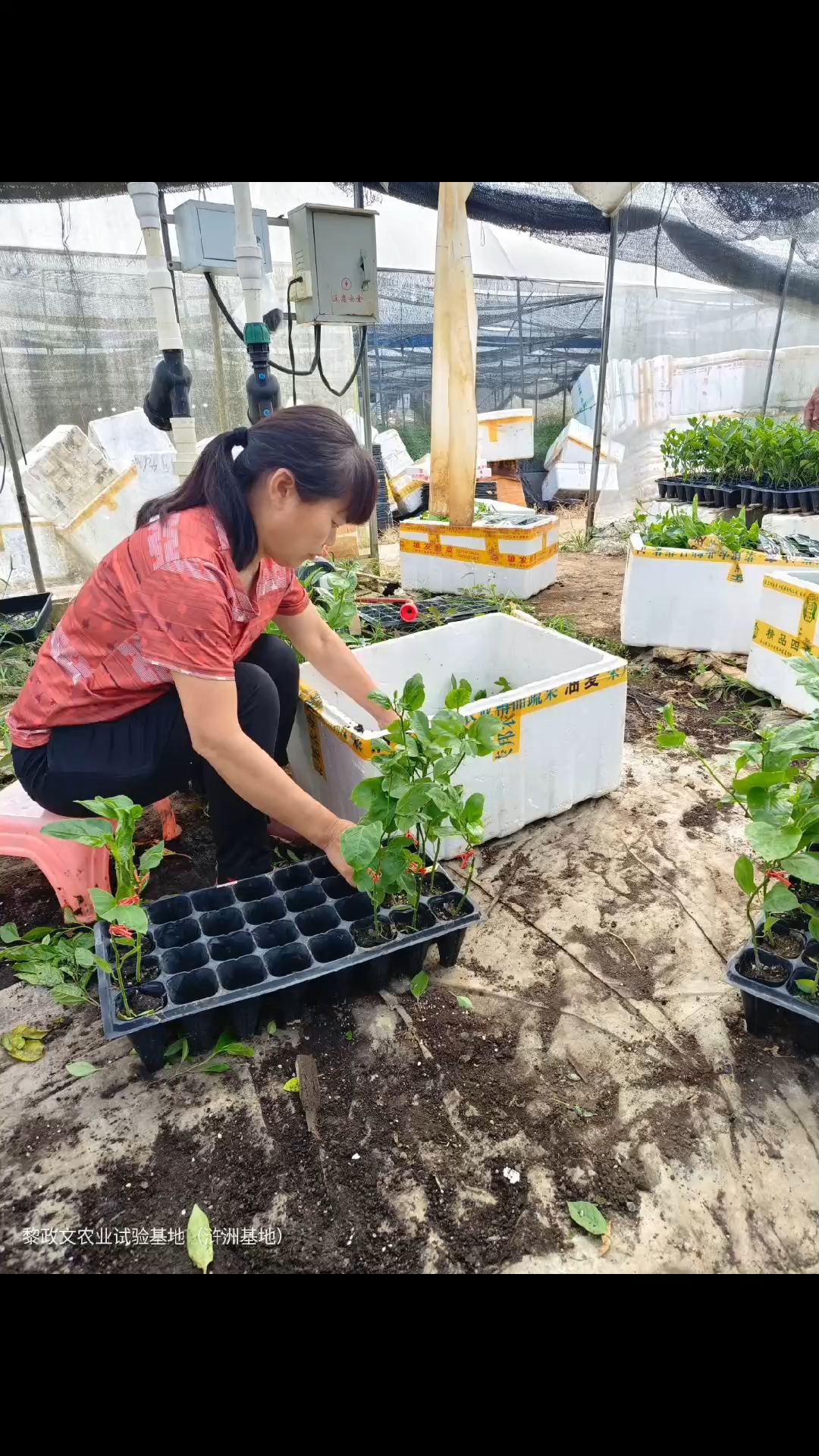 香波果种植图片