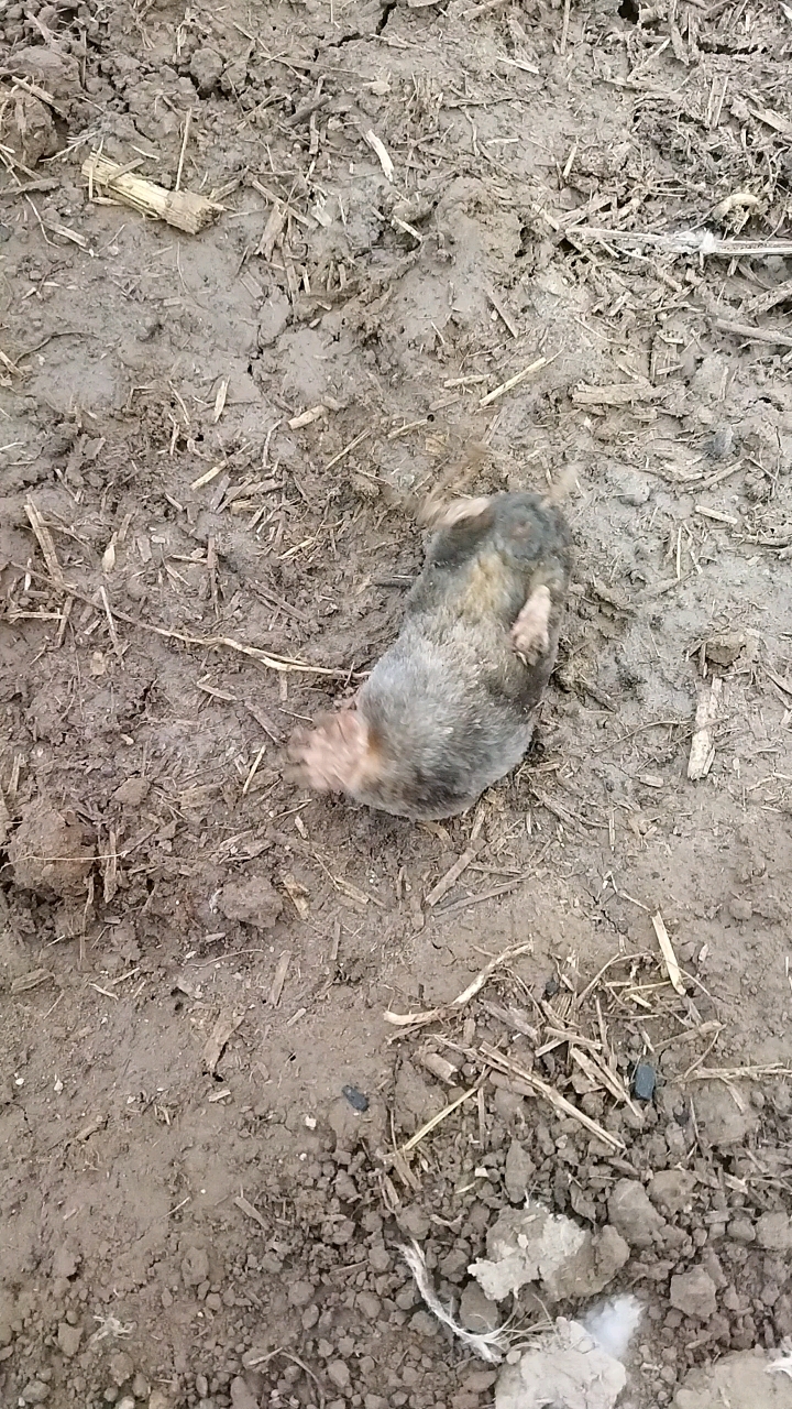 鼹鼠,俗称地排子,专门危害农作物根部.造成缺苗断垅