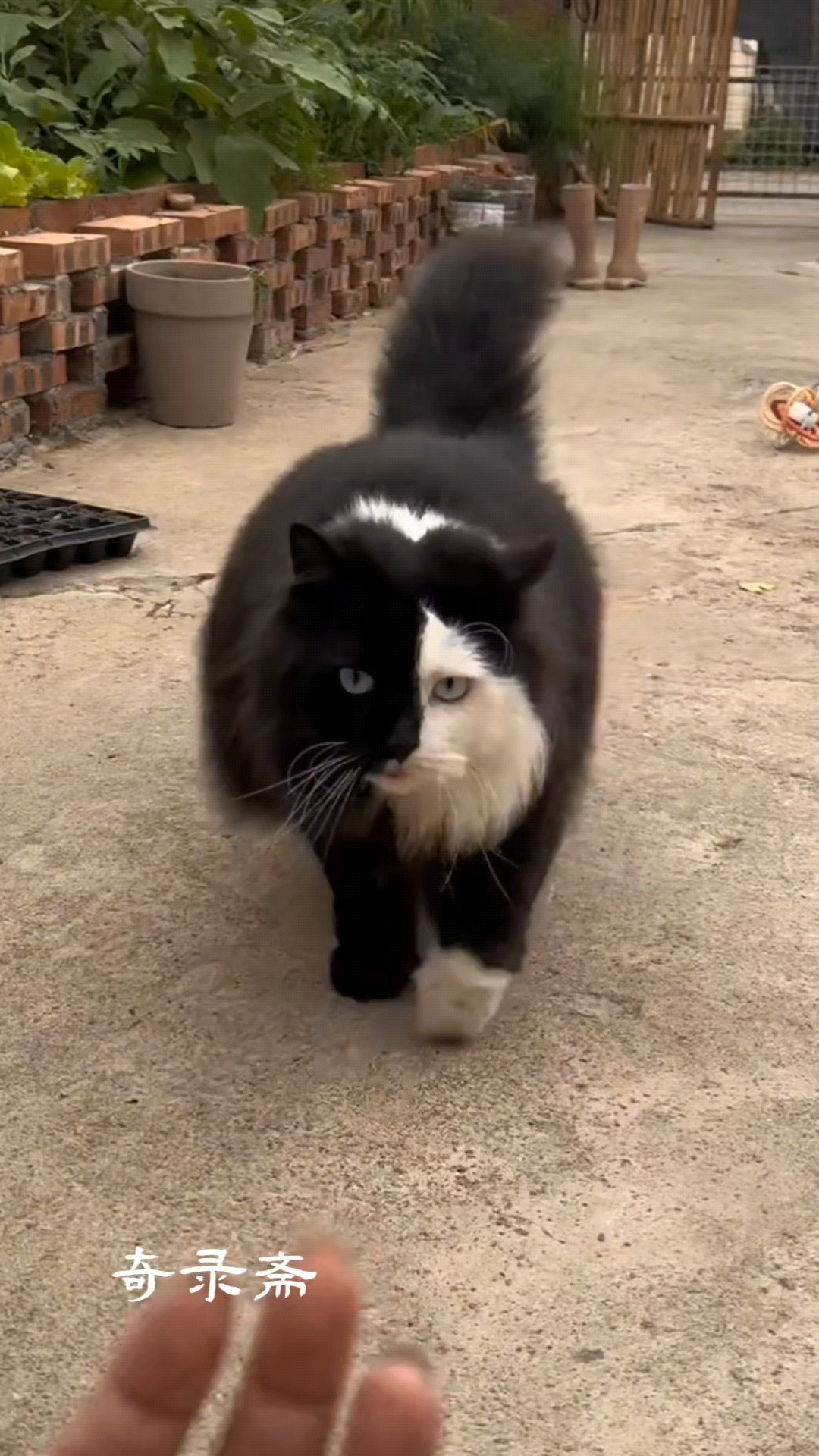 邪皇,这是你家的猫吗?—第一邪皇猫!