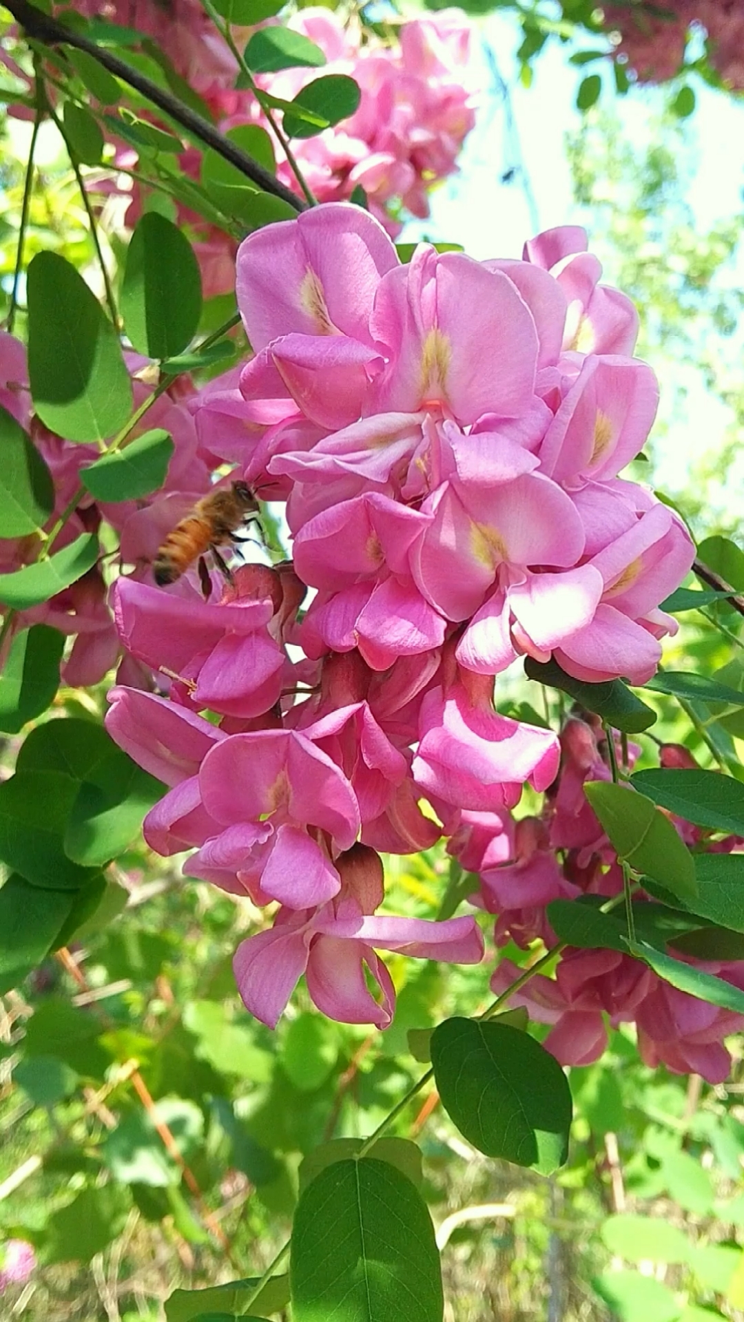 红槐花丨花开正艳