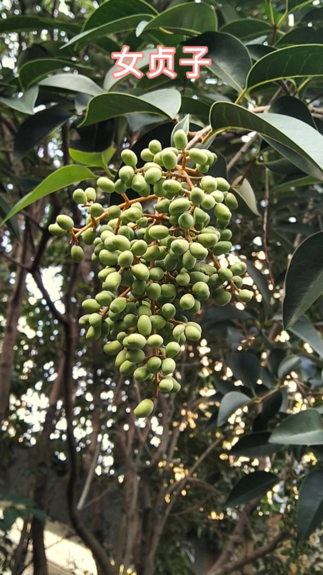 女贞子丨是一种常见的中药材,是木犀科植物女贞的干燥成熟果实