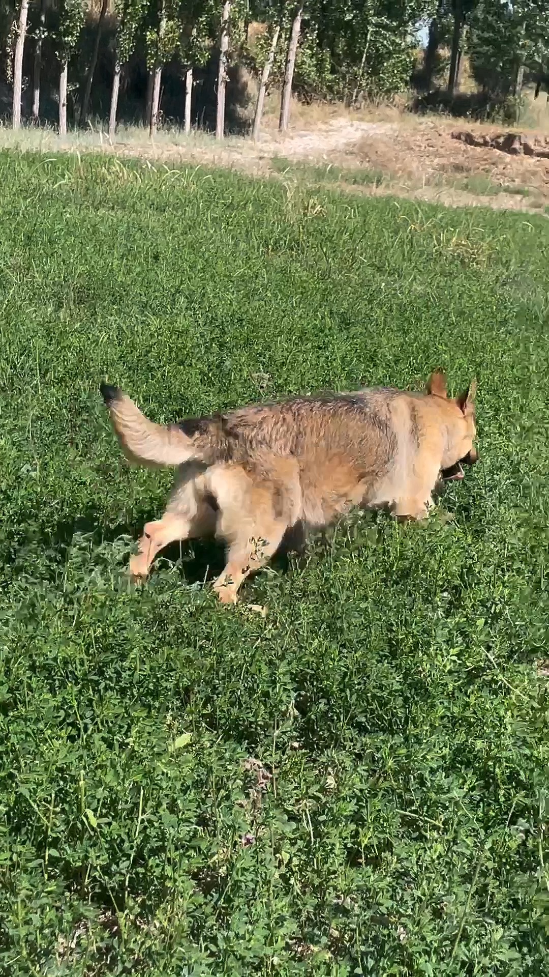 昆明犬草黄体型多大图片