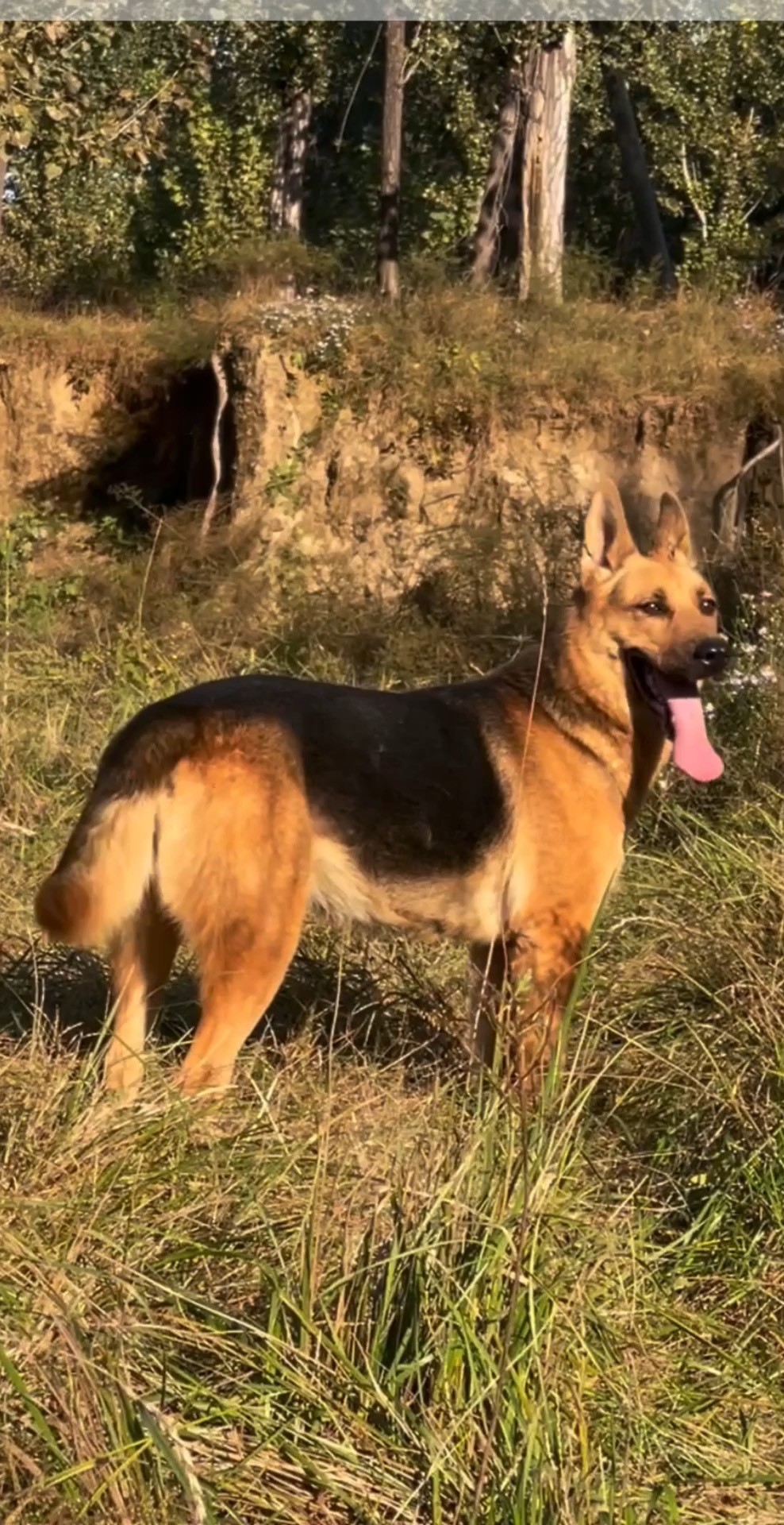 标准黑背昆明犬图片