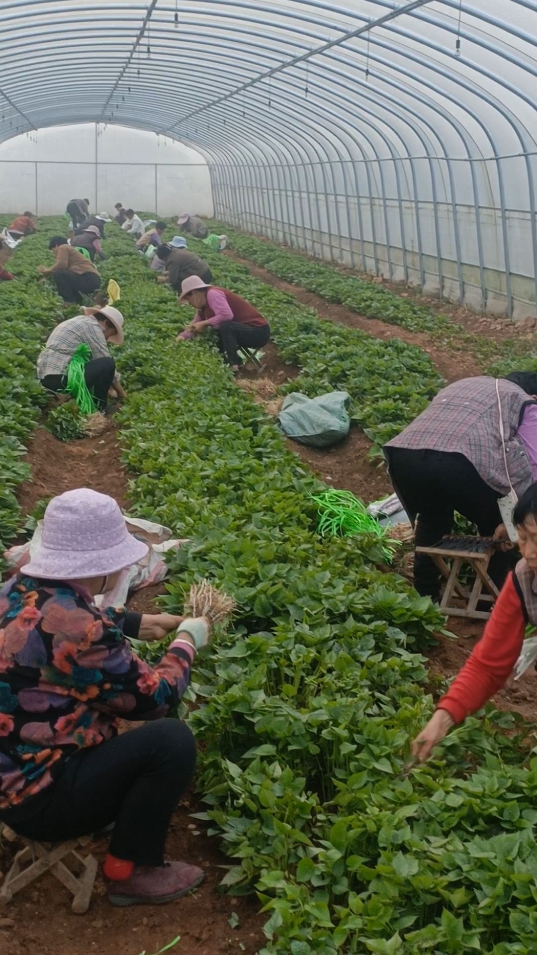 大型脱毒红薯苗繁育基地