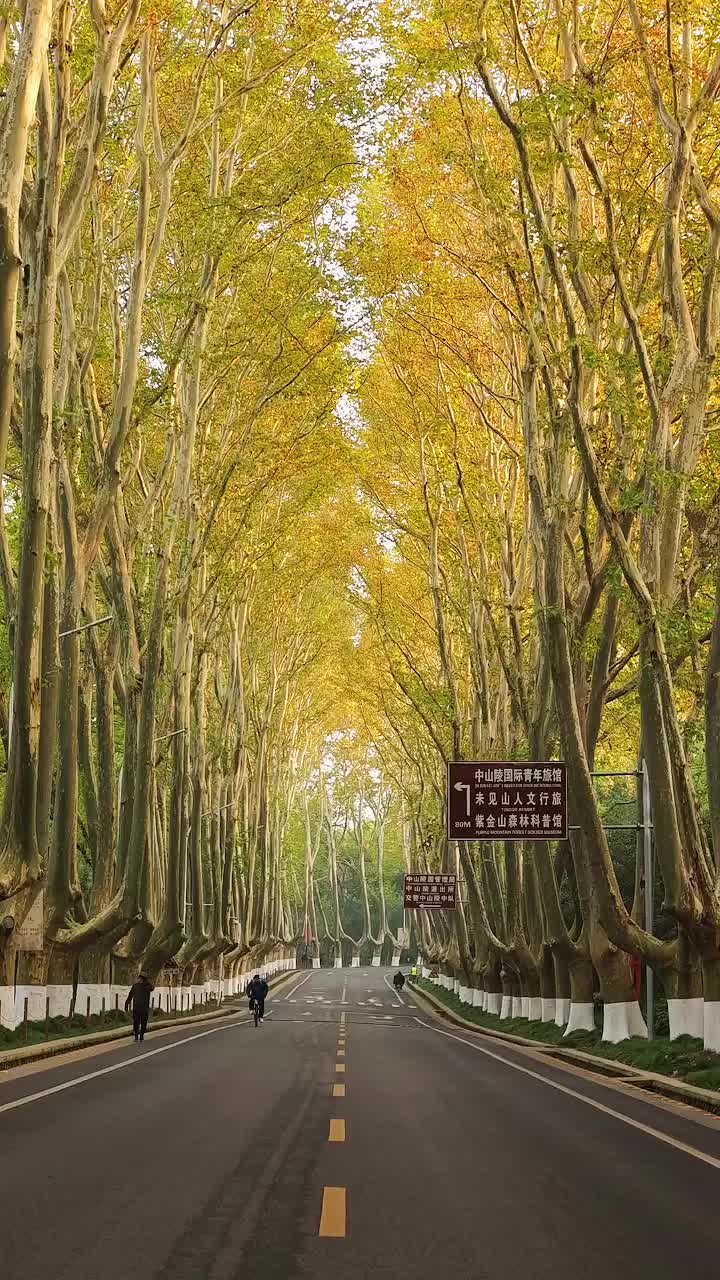 南京陵园路的法国梧桐树|深秋清晨-度小视