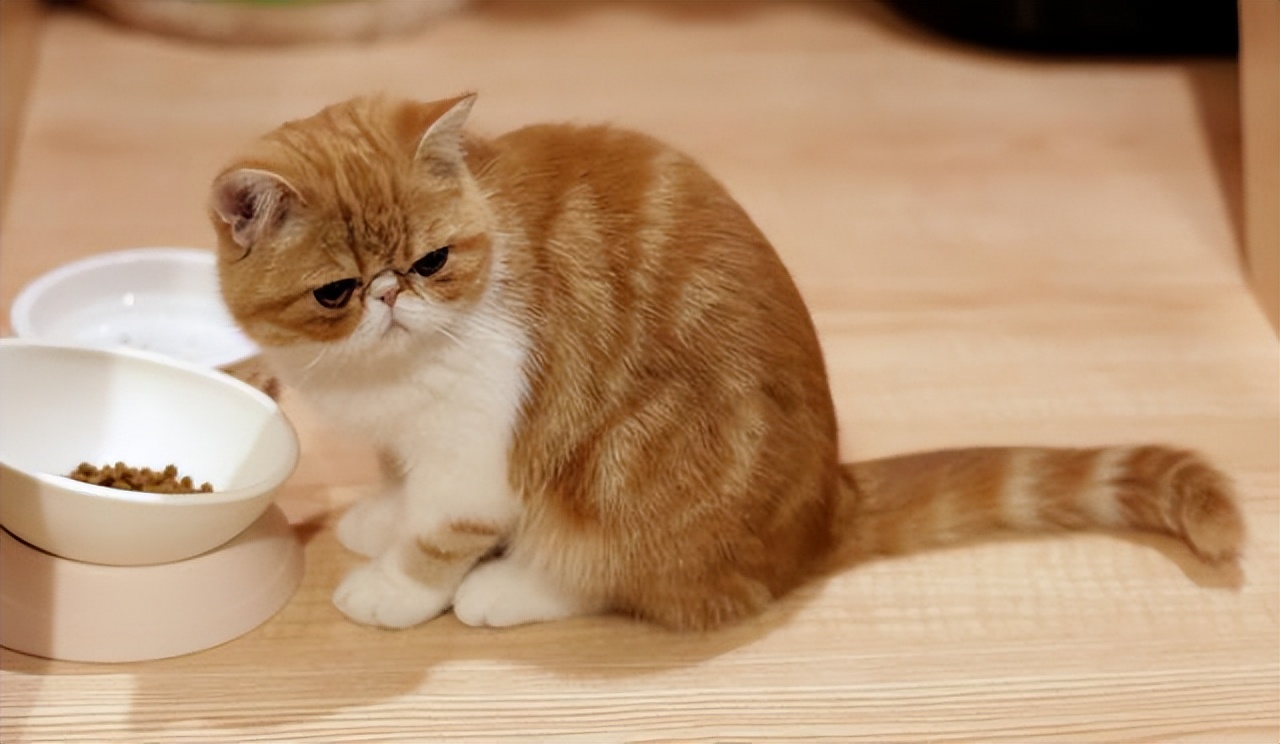 加菲猫天生活泼可爱,但有些加菲猫却会出现泪痕问题.