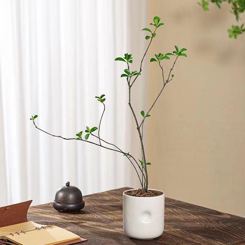 海岛春花盆景养殖秘籍:五大要点让你的花朵繁盛如锦