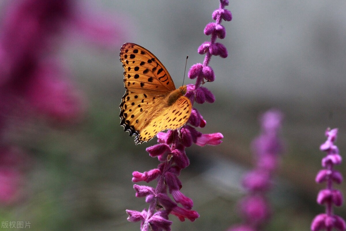 江苏南通,一片鼠尾草花海静静地盛开,迎来了一年中最美的观赏期