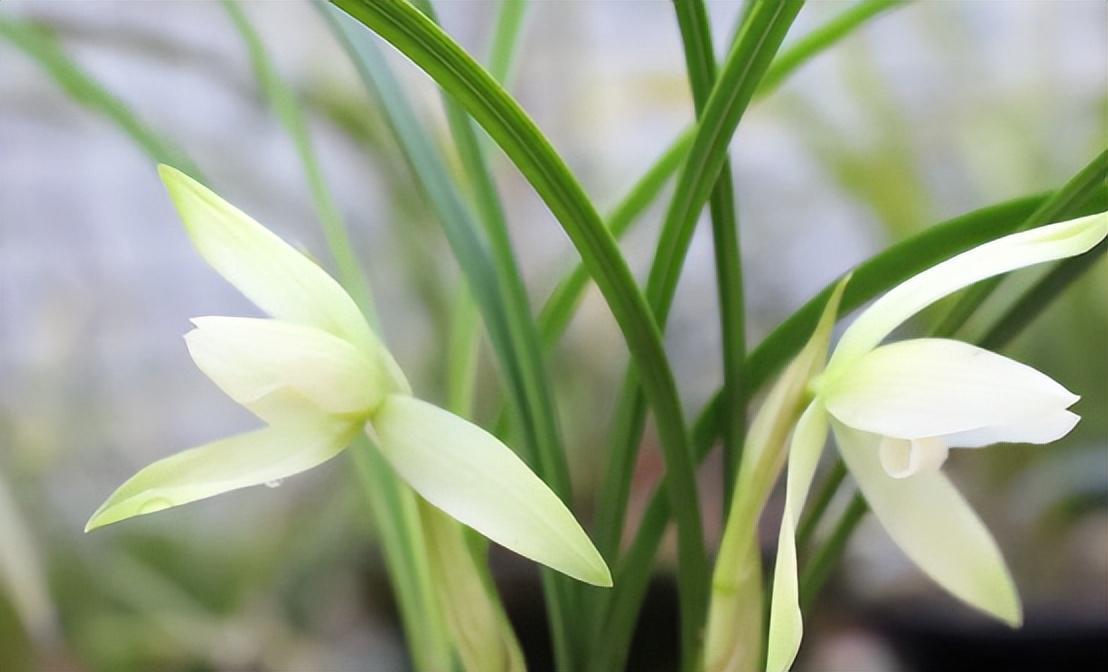 精品素心兰——雪影