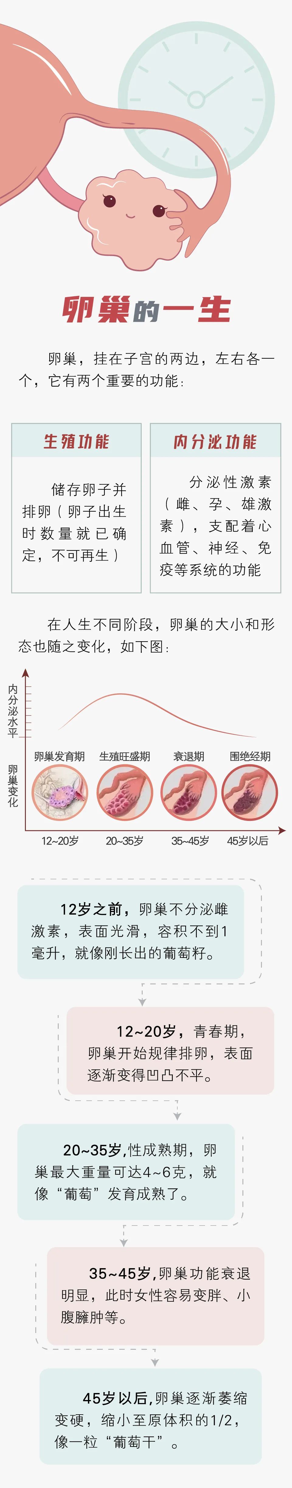 女性的卵巢是怎么一步步变老的?一组图带你看看卵巢的自拍照