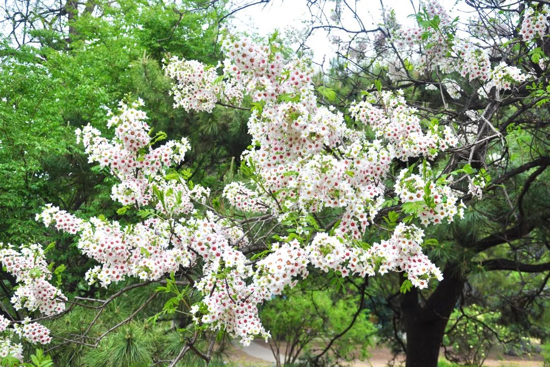 文冠果花开,绽放耀眼的光彩