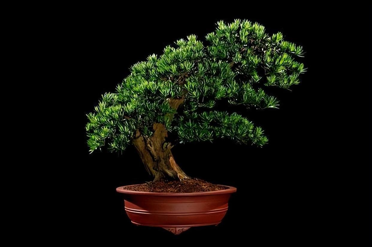 罗汉松盆景价值高,定时修剪多浇水,轻轻松松养成老桩,来看看