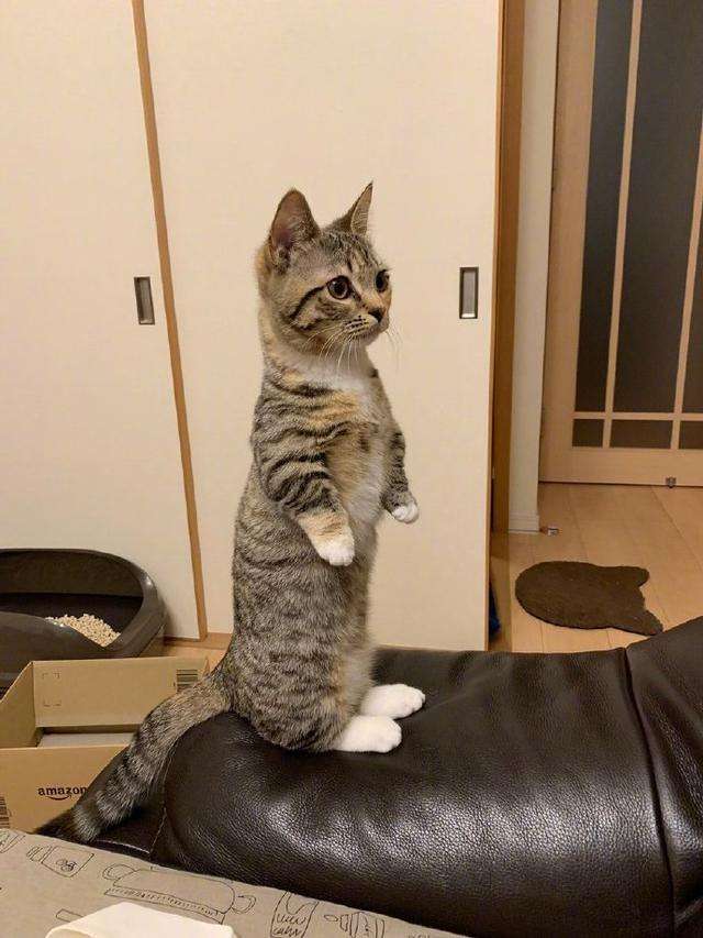 主人这些动作,会让猫咪难过,别再做了