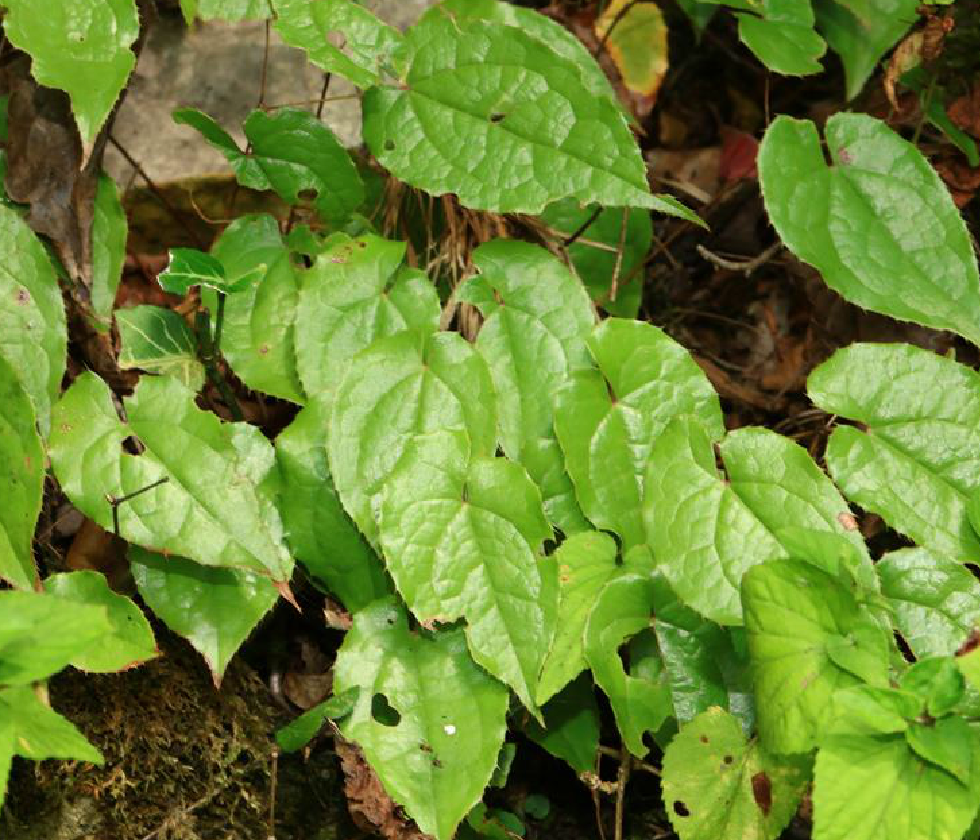 农村宝贝植物淫羊藿