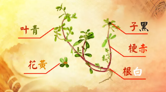 马齿苋:这种野菜,最近抓紧吃!去湿热,抗病菌,不花一分钱