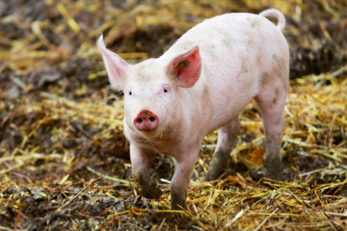 今年下半年猪价行情走势怎么样 2021年猪价是上涨还是下跌？