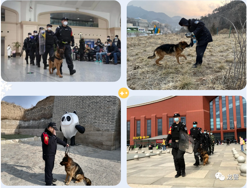 警犬刀锋现状图片