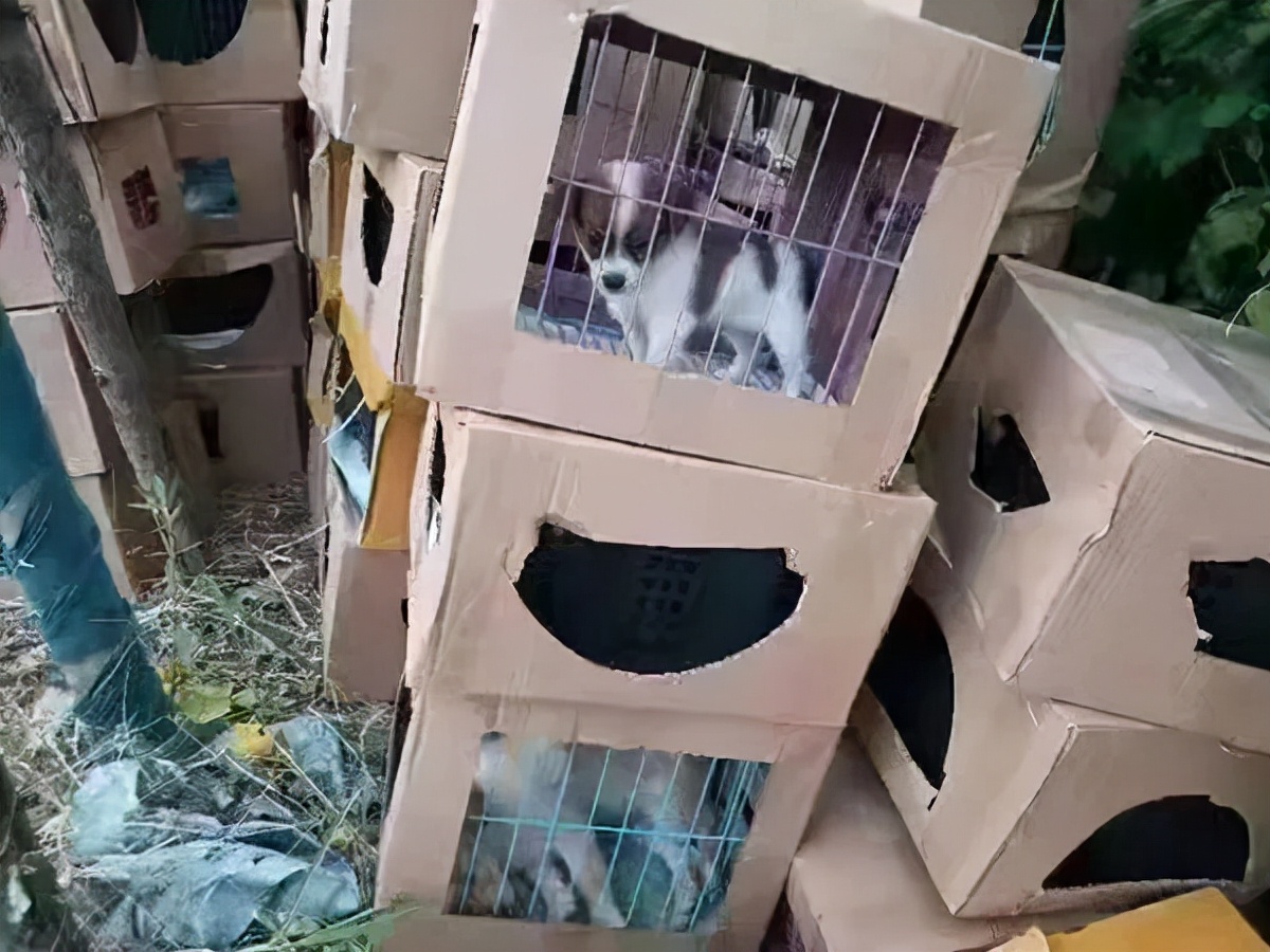 宠物活体盲盒图片